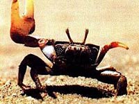 Fiddler Crab image