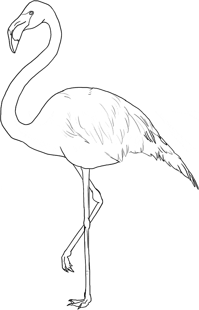 Flamingo coloring page - Flamingo free printable coloring pages animals