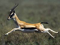 Gazelle Animals Town