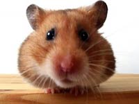 Hamster image