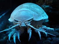Isopod image