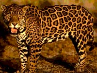 Jaguar - Animals Town
