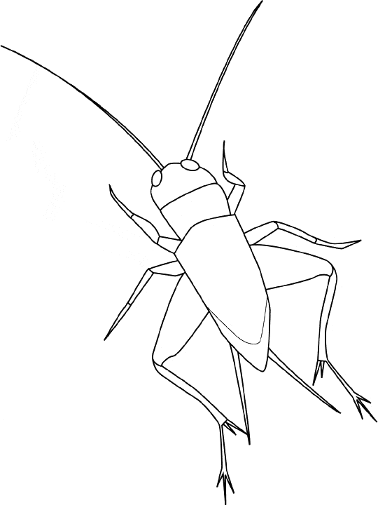 cricket insect coloring page