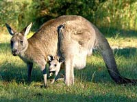 kangaroo sounds