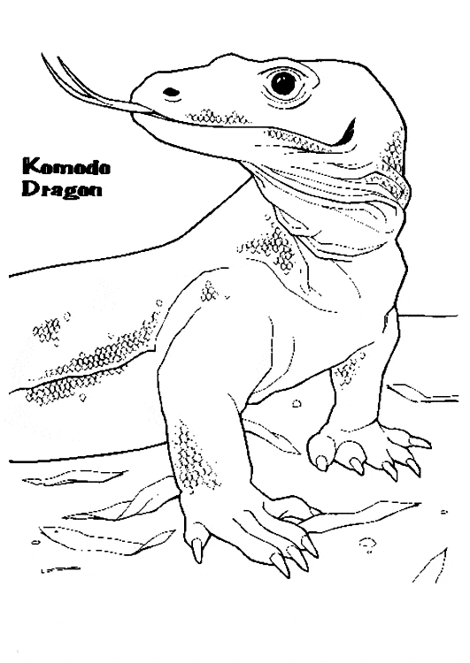 Komodo Dragon Coloring Page Animals Town Free Komodo Dragon Color Sheet