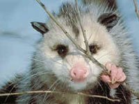 opossum predators
