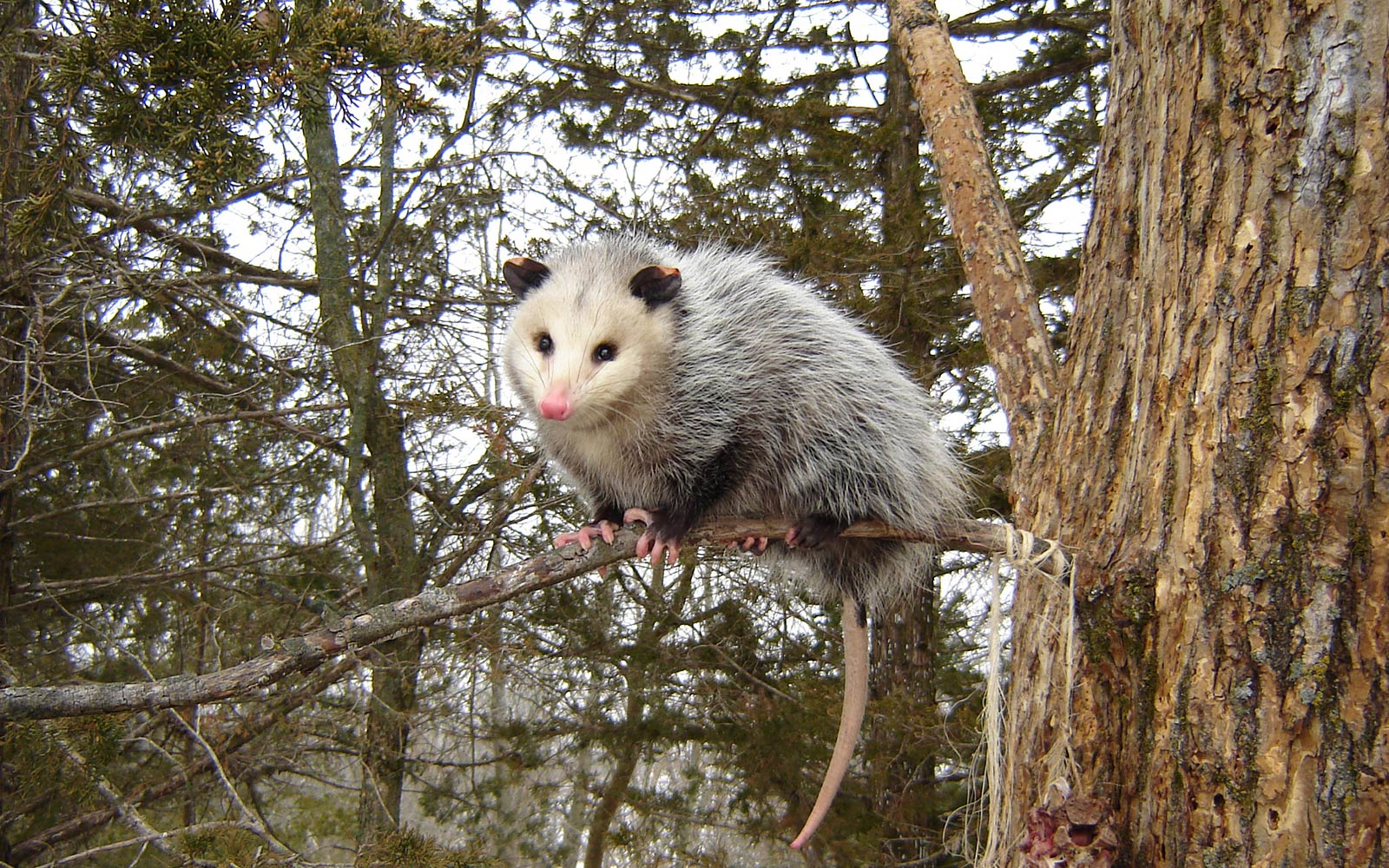 799 Opossum Stock Photos, High-Res Pictures, and Images - Getty Images