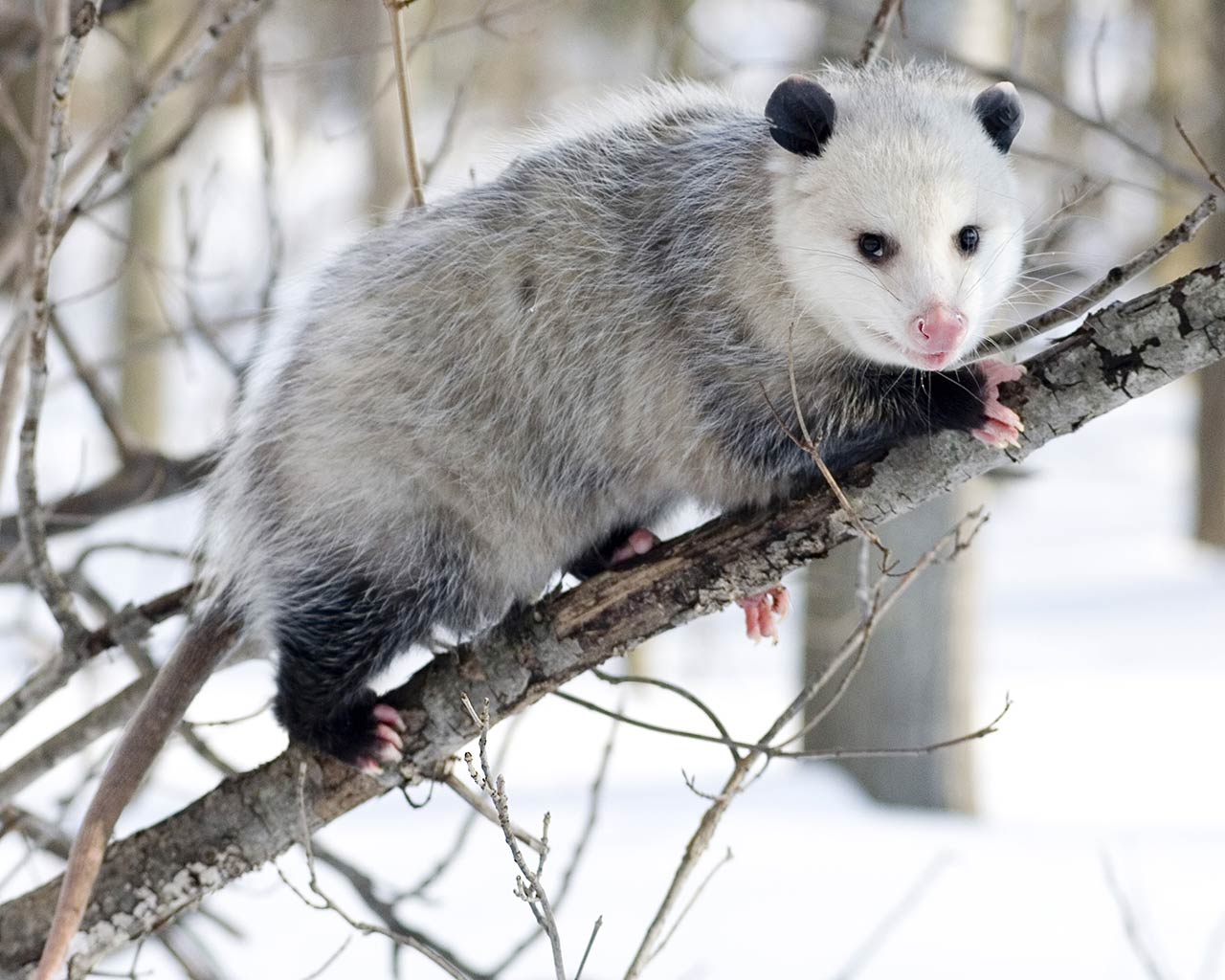 Care Not Cops - Opossum Sticker – bi something