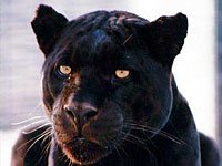 Panther - Animals Town