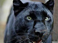 Panther - Animals Town