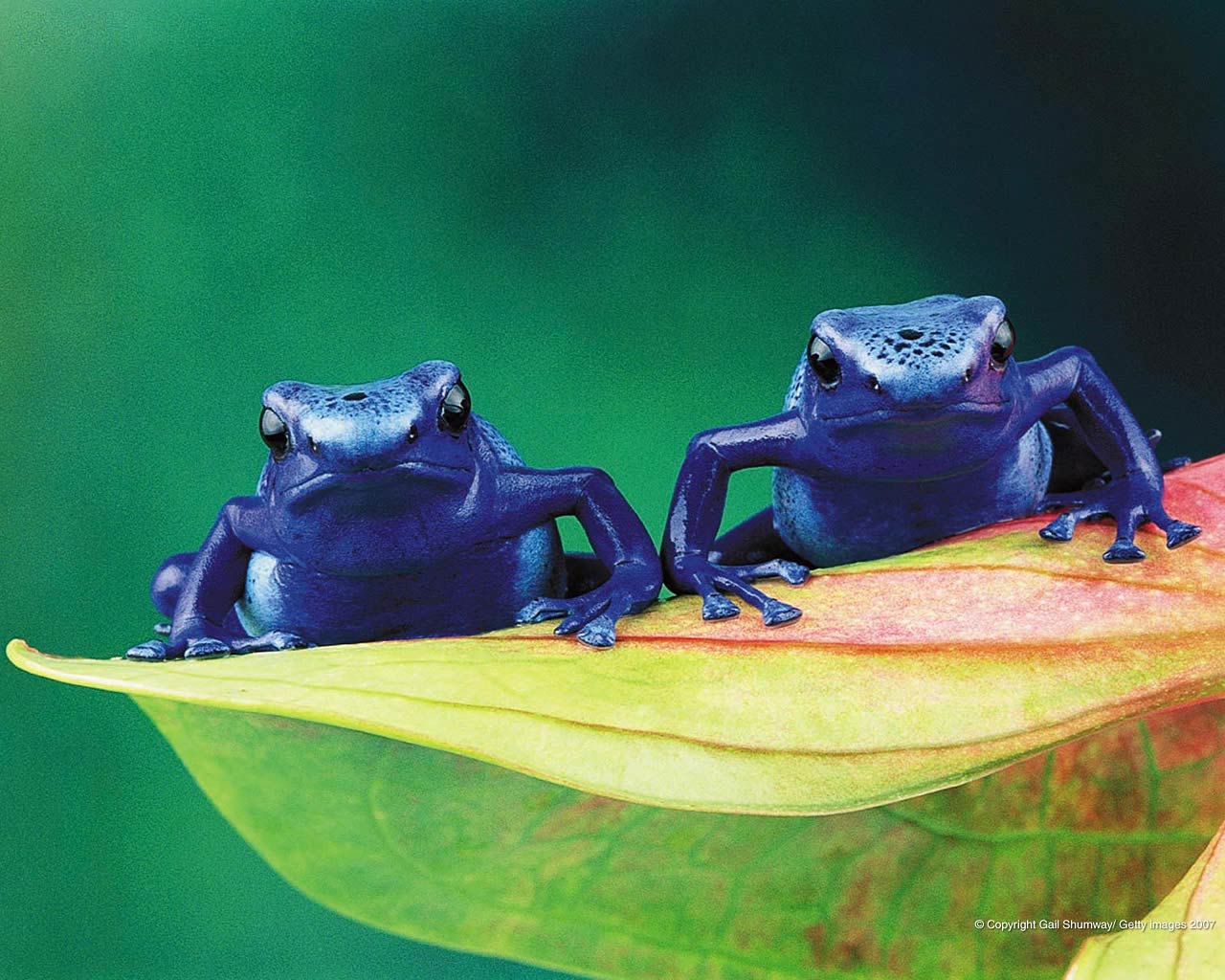 poison frog wallpaper