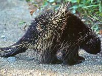 porcupine porcupines animals eat did know animalstown