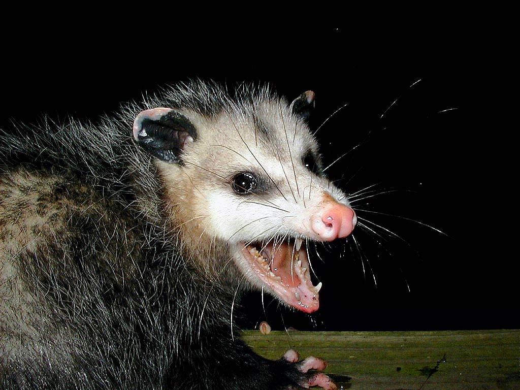 Cute Possum Opossum Pattern By MossySplash On DeviantArt, 55% OFF