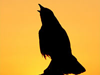 Picture of a Raven