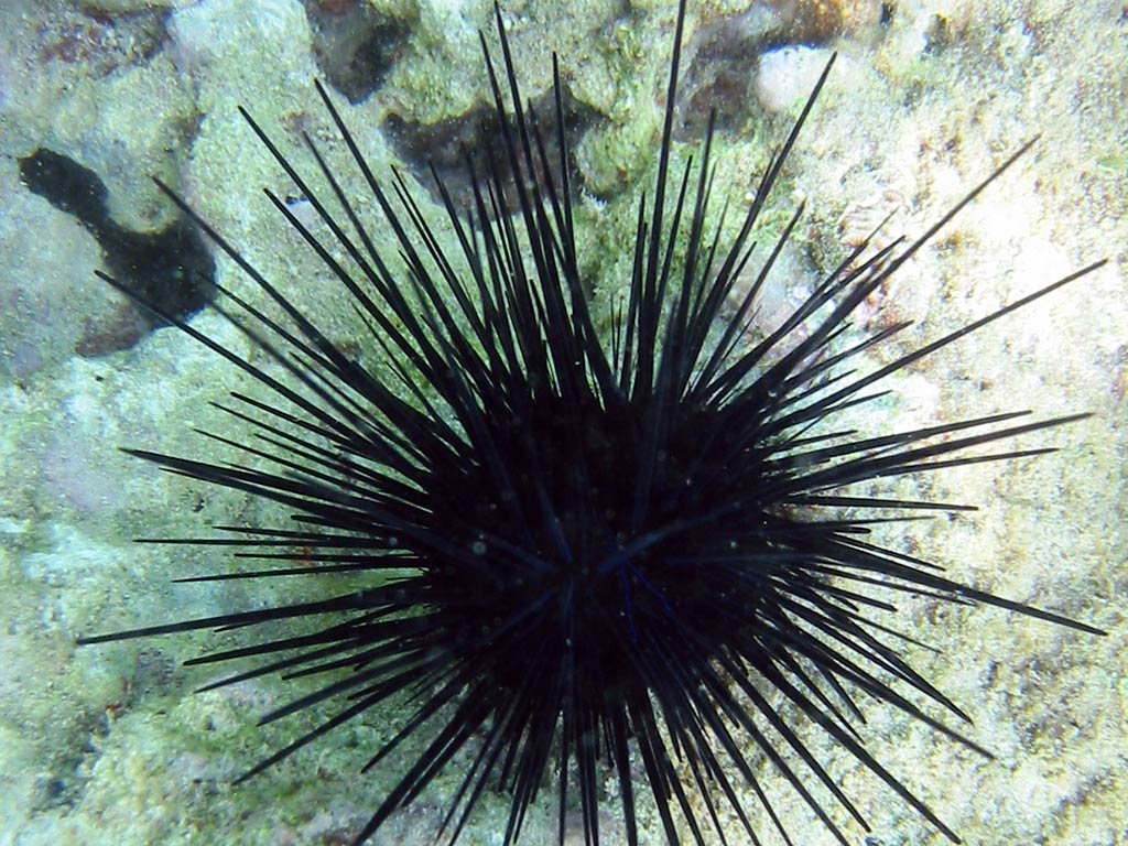 Sea Urchin Wallpapers Animals Town