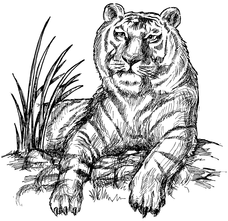 siberean tiger coloring page animals town animals color sheet siberean tiger free printable coloring pages animals