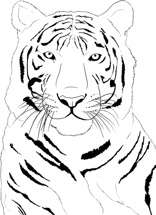 Download Siberean Tiger Coloring Page Animals Town Animals Color Sheet Siberean Tiger Printable Coloring