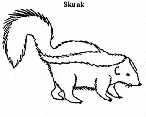Skunk coloring - Free Animal coloring pages sheets Skunk