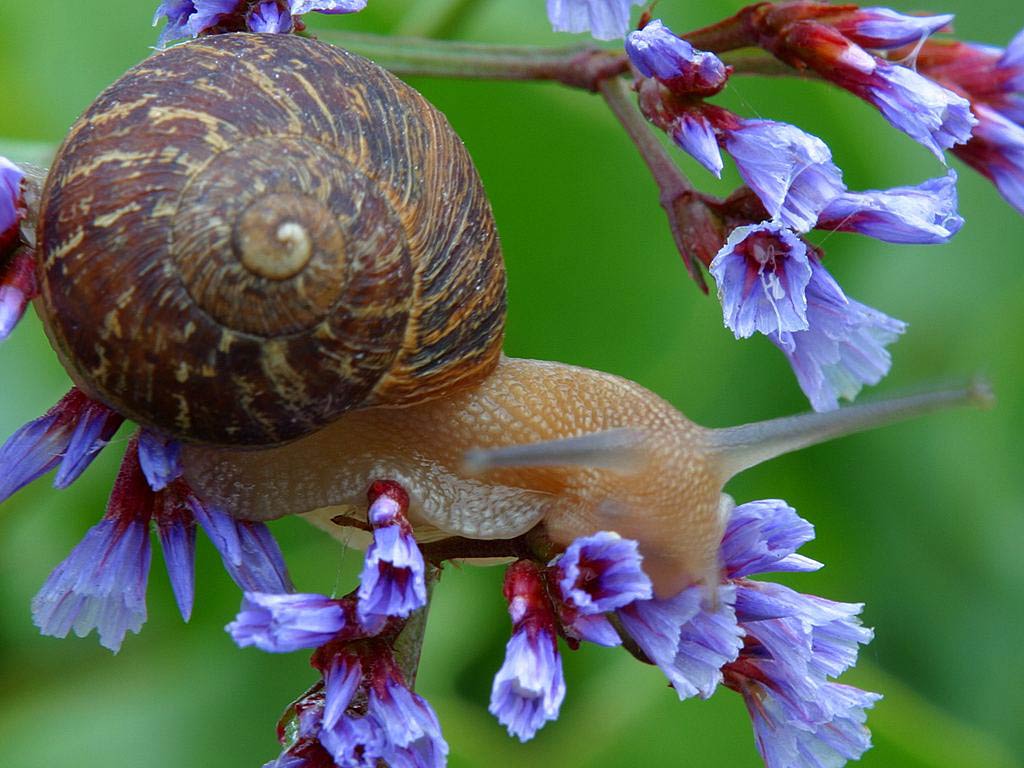 cute snail Wallpaper  HD Wallpapers of cute snailsAmazoncomAppstore  for Android