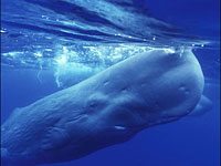 Sperm Whale image
