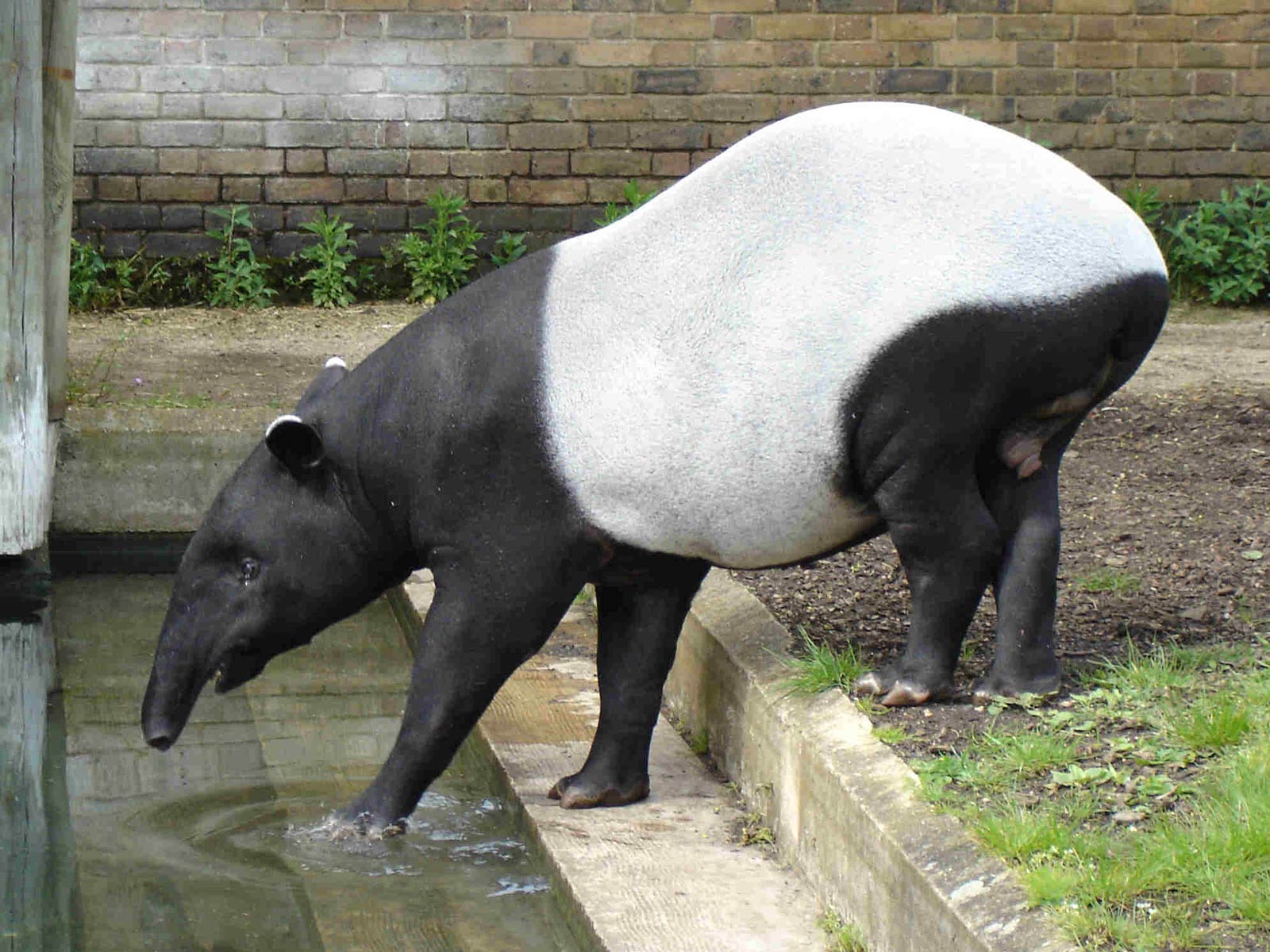 Free Tapir Wallpaper Download Animals Town