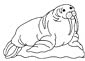 walrus coloring sheet