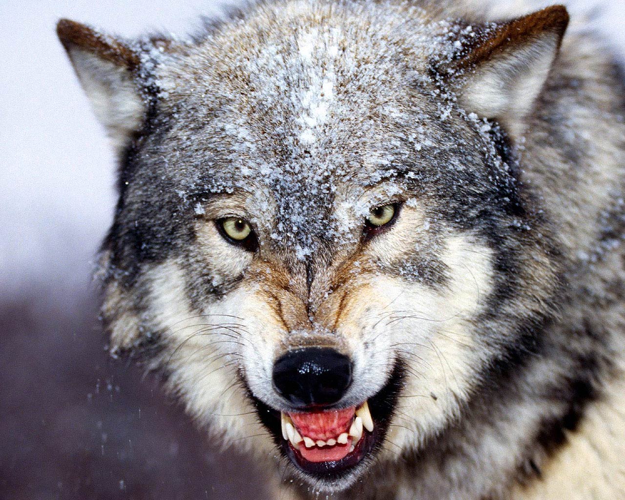 Wolf Cool Background Animal